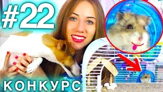СОБАКА И ХОМЯЧОК ДРУЗЬЯ? КОНКУРС #22 ДЛЯ ДОМАШНИХ ЖИВОТНЫХ | Elli Di Pets