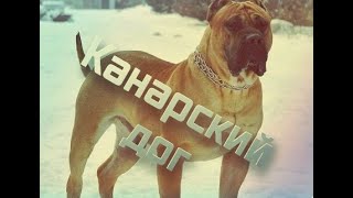 Бойцовские собаки-Канарский дог
