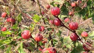 Roselle Plant, Vientiane, Laos