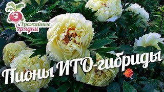 Пионы ИТО-гибриды  #urozhainye_gryadki