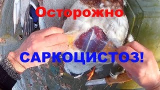 Осторожно - саркоцистоз! || Зараженная утка добралась до Респ. Коми. 2019год.