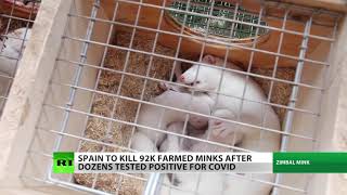Spain’s 90,000 COVID-19-infected mink must die