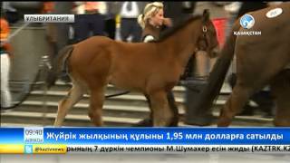 Жүйрік аттың құлыны 1,95 миллион долларға сатылды