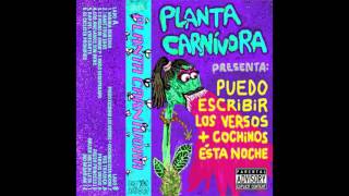 PLANTA CARNÍVORA - PERROS VAGOS