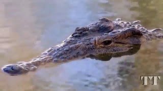 Crocodile Attack. Атака крокодила. Нападение крокодилов. Крокодилы на охоте. Крокодил.