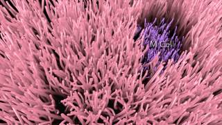 Shigella flexneri