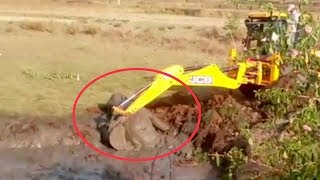 Excavator rescues exhausted baby elephant from swamp