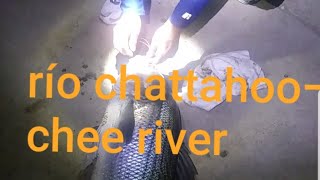 Como  pescar grandes striped bass usando Soccer fish la mejor carnada