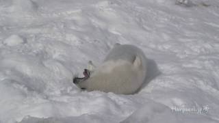 Cute Baby Harp Seal eating snow in the end.