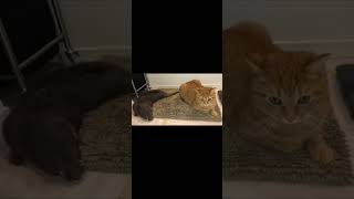 お風呂上がりに自分で体を拭くカワウソとそれを無自覚で邪魔する猫 #animal #shorts