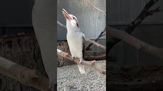 Kookaburra Laugh - Cincinnati Zoo #shorts