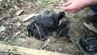 How to catch a crop destructive vole video