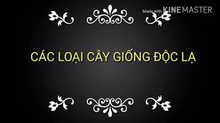 Giống cây trồng độc đáo giá trị kinh tế cao