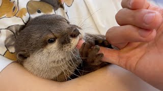 バブバブなカワウソ Baby-like otter