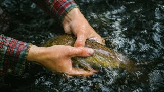 Рыбалка в Карелии. Ловля форели. В бобровых владениях. | Fishing in Karelia. Trout fishing-