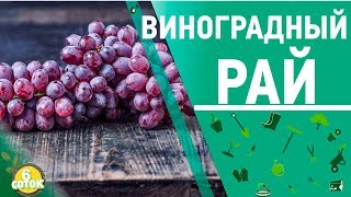 Виноградный рай на 20 сотках. 6 соток 01.10.2018