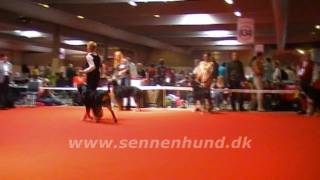 WDS 2010 Herning Grosser Schweizer Sennenhund Clark from Grandorf