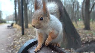 О хорошей, ласковой белке / About a good, affectionate squirrel