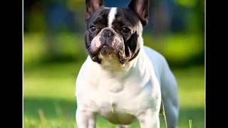 Shepherd's Bulldogs Edison french bulldog