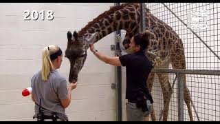 Training Giraffe for Hoof Care - Cincinnati Zoo