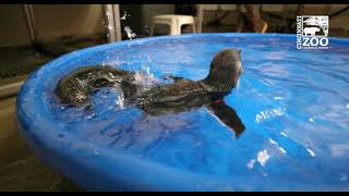 Little Penguin Chicks Mars and Rover Swim Lessons - Cincinnati Zoo