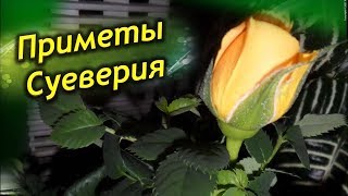 Роза в доме! Приметы и суеверия о комнатной розе!