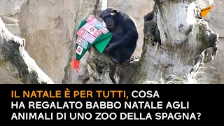 Il Natale è per tutti, cosa ha regalato Babbo Natale agli animali di uno zoo della Spagna?