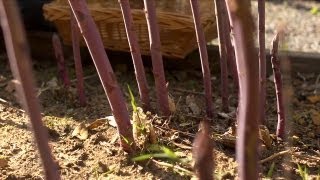 Rise and Shine Asparagus | At Home With P. Allen Smith