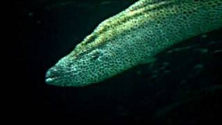Beautiful Fish At The Vancouver Aquarium