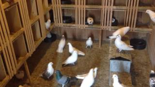 Бакинскые голуби.Pigeons.Goyercinler 2017