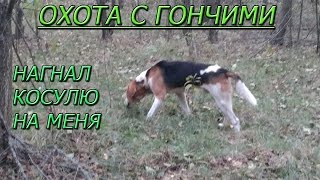 Охота с гончими Нагнал косулю на меня Папик взял тетерева