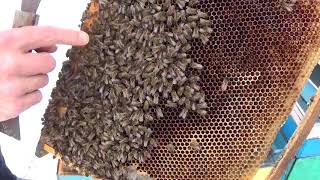 ?Пчелы не в клубе ?‍?активность пчел.\пчелы зимой???