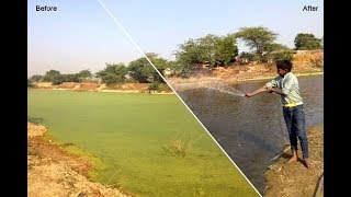 Micro Algae based lake restoration