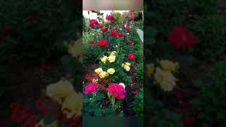 05541452983 Fal ve işlemler garantili!