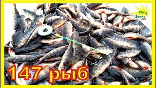 Зимняя рыбалка. 147 окуней за день. Рыбалка для начинающих. Тактика ловли.