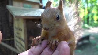 Про белку, которая не любит отпускать мою ладонь / Another familiar squirrel