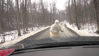 В поисках снежного человека