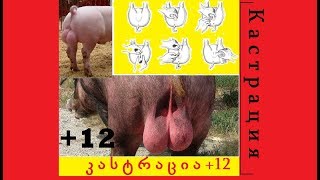 #+12 ღორის დაკოდვა...+ 12 ...კასტრაცია..castration pigs...свиней Кастрация