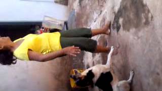 Cachorro que nao gosta que asopra na cara.sheil