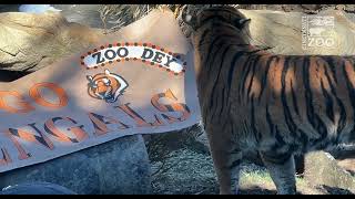 Tiger Showing His Bengal Stripes - Cincinnati Zoo