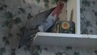 Попугай Жако- из жизни акробата