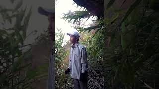 Pynshong song kylla ba mut