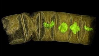 Worlds Oldest plant fossil (जीवाश्म)  किता पुराना है अाैर कहाँ मिला?