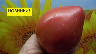 Томат Робс оказался именно таким – крупным, вкусным, с арбузной мякотью.