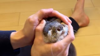 体力無尽蔵なカワウソの体力を減らすためにすること What to do to reduce the physical strength of an inexhaustible otter