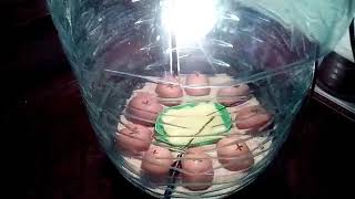 Инкубатор из пластиковой бутыли для кулера