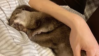飼い主の腕の中で眠りについたカワウソが可愛すぎる otter who fell asleep in his owner's arms is too cute.