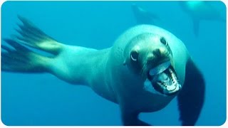 Sea Lion Charges Diver | Crazy Near Miss