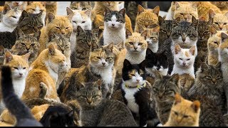 КАК СПАСТИ КОШКУ, ЕСЛИ #КОШКИ_ВОЛОКУТ_ЛАПЫ. КОТЯТА #ВОЛОКУТ_ЛАПЫ_СОБАКИ #КАЛЬЦИЙ #90 #oldenburgru