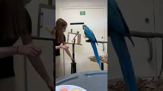 Animal Art Auction